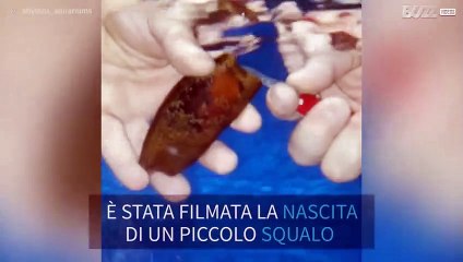 Squalo-bambu esce dal suo uovo