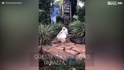 Una sfilata di galline alla moda!