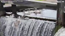 Cigni si divertono a saltare la cascata