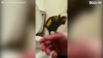 Il pappagallo sa come usare il bagno