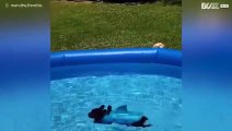 Cagnolino nuota in piscina travestito da pericoloso squalo