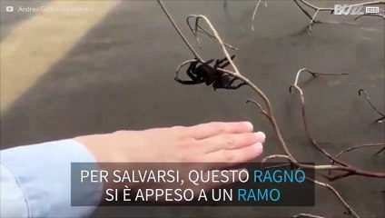 Ragno gigante si appende a un ramo per sfuggire all'inondazione!