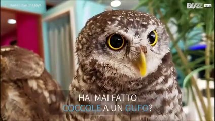 Fare le coccole ai gufi... in Giappone è possibile!
