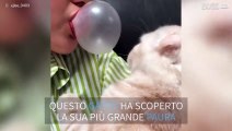 Gatto teme la gomma da masticare che fa le bolle