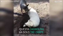 Cagnolina con tre zampe si ingegna per scavare una buca