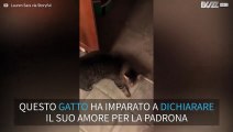 Gatto dice 'I love you' alla padrona!