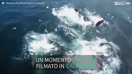 Megattere e leoni marini condividono il pranzo!