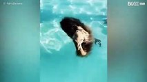 Un emù si diverte in piscina ma il cane pensa stia affogando!