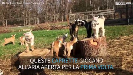 Caprette giocano all'aria aperta per la prima volta