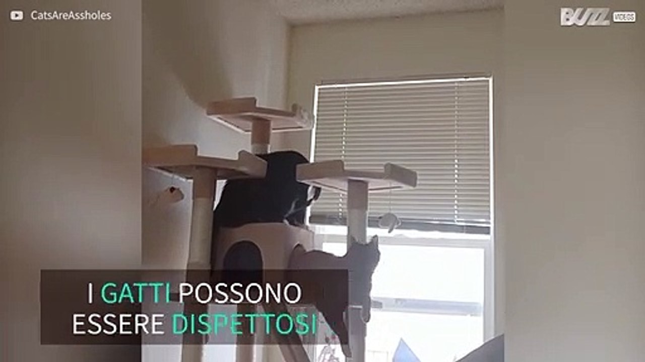 Attenzione, mai far arrabbiare un gatto!