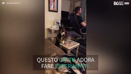Gatto sfida la legge di gravità