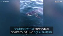 Spaventoso: squalo morde barca di sommozzatori