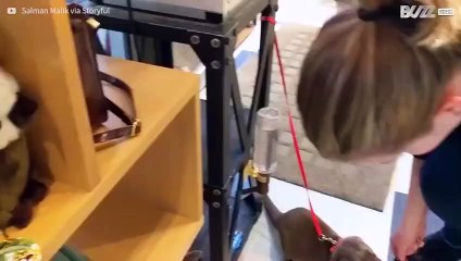 Lontra morde i lacci di un cliente