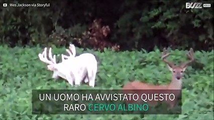 Rarissimo: cervo albino avvistato in Illinois!