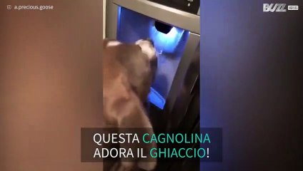 Questa cagnolina sa come procurarsi il ghiaccio
