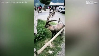 Anche lo stambecco apprezza la bellezza naturale delle Alpi francesi