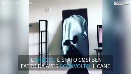 "What the fluff Challenge": il cane ne esce sconvolto