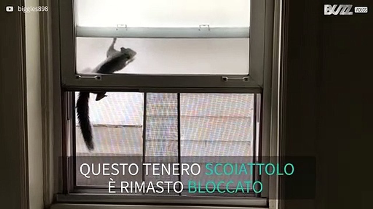 Scoiattolo in trappola tra la finestra e la zanzariera