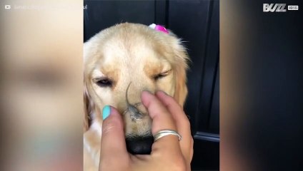 Lucertola e golden retrivier amici per la pelle