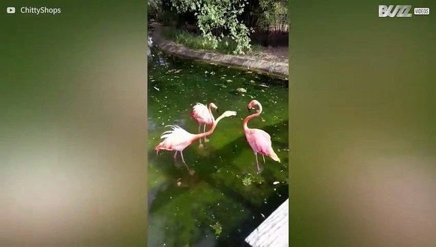 Fenicottero è vittima di bullismo