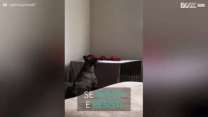 Cagnolina fa di tutto per arrivare a prendere la corda
