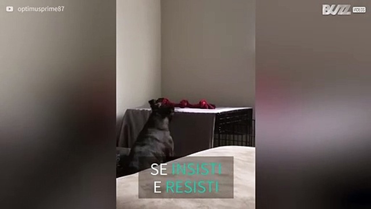 Cagnolina fa di tutto per arrivare a prendere la corda