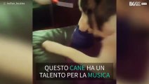 Il cane che si trasforma in un cantante durante le pulizie!