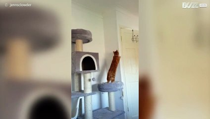 Il gatto che si crede l'uomo ragno