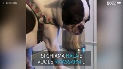 Cagnolina si rilassa in un modo assurdo!