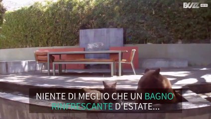 Famiglia di orsi si rinfresca in una fontana