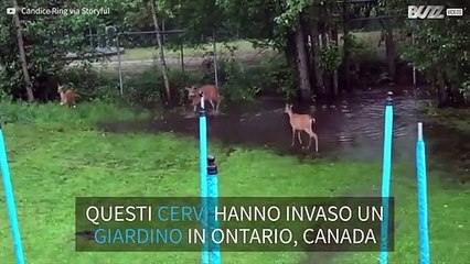 Cervi invadono un giardino per giocare con l'acqua