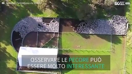 Il movimento ipnotizzante di migliaia di pecore nel recinto