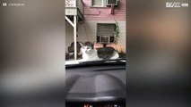 Gatto si fa dare un passaggio sul parabrezza