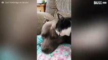 L'amore tra una gatta e una cagnolina