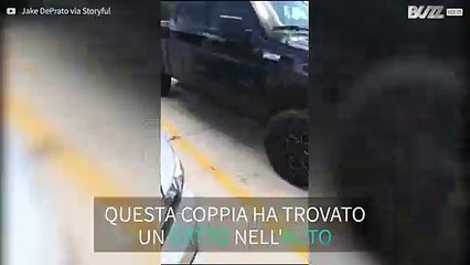 Trovano un gattino incastrato nel paraurti