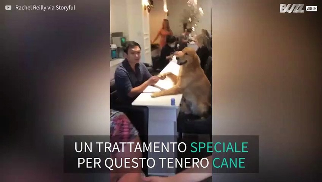 Il cane che vuole a tutti i costi una pedicure!
