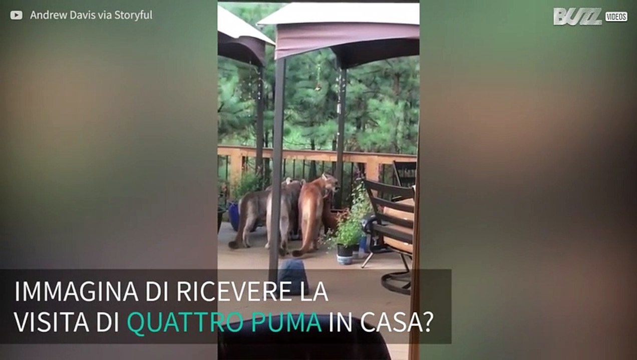 Un gruppo di puma sul patio di casa