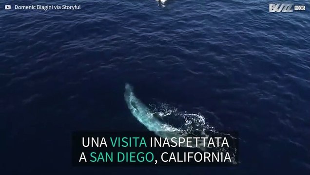 Balenottera nuota a pelo d'acqua, a pochi metri dalla barca!