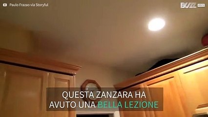 L'epica caccia alla zanzara del gatto