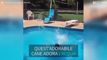 Il cane adora tuffarsi dal trampolino