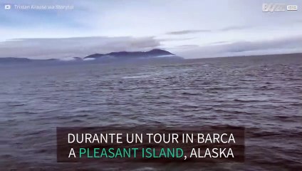 Megattera spaventa i turisti in un incontro sorprendente