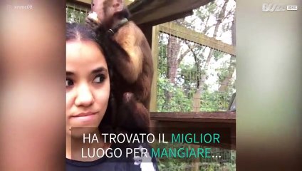 Scimmietta birichina usa la testa della sua salvatrice come tavola per mangiare
