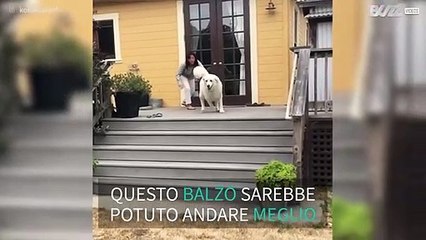 Cane si lancia in una corsa comica e maldestra
