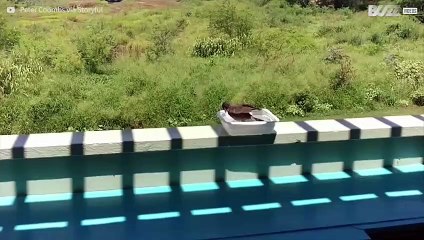 Uccellino fa il bagno in una mini-piscina