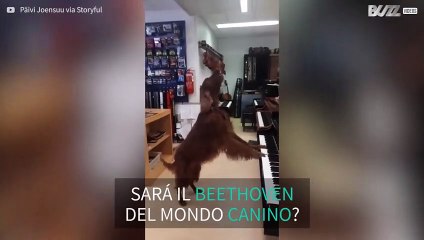 Avete mai visto un cane pianista?