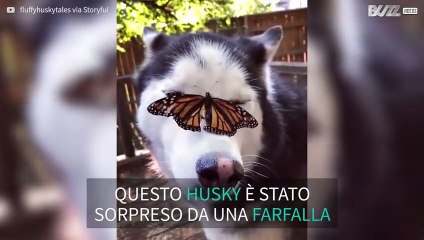 Un tenero husky e la farfalla sul muso