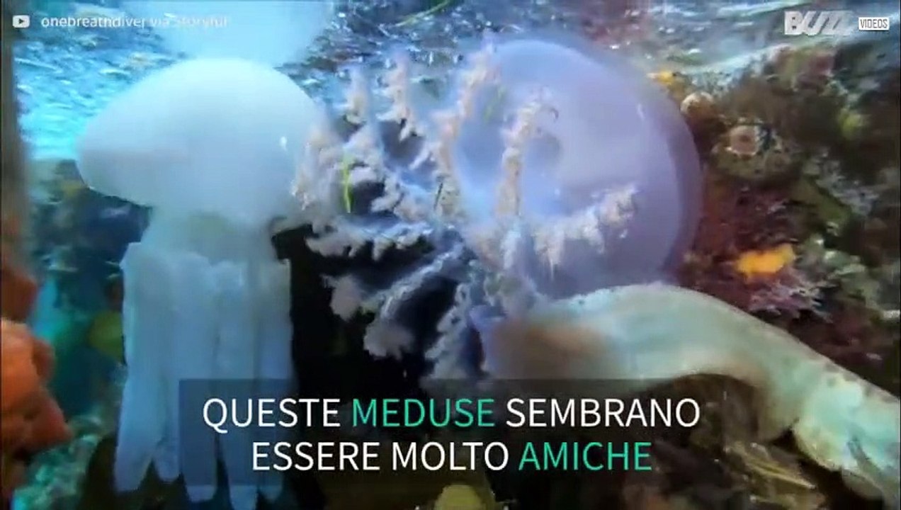 Subacqueo incontra tre specie di meduse amiche