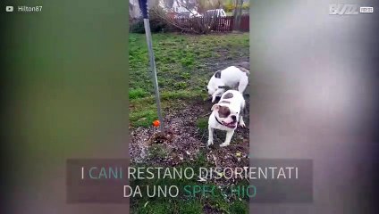 La cagnolina attacca sé stessa riflessa nel palo