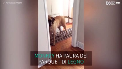Cagnolina ha paura del parquet di legno