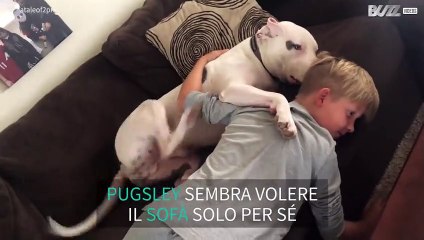 Il pitbull che vuole il divano solo per sé